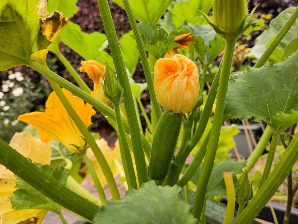 LCA for startups_picture by foodprintsight LCA for startups: grow your business (just like growing zucchini) using insights from life cycle assessment or carbon footprinting