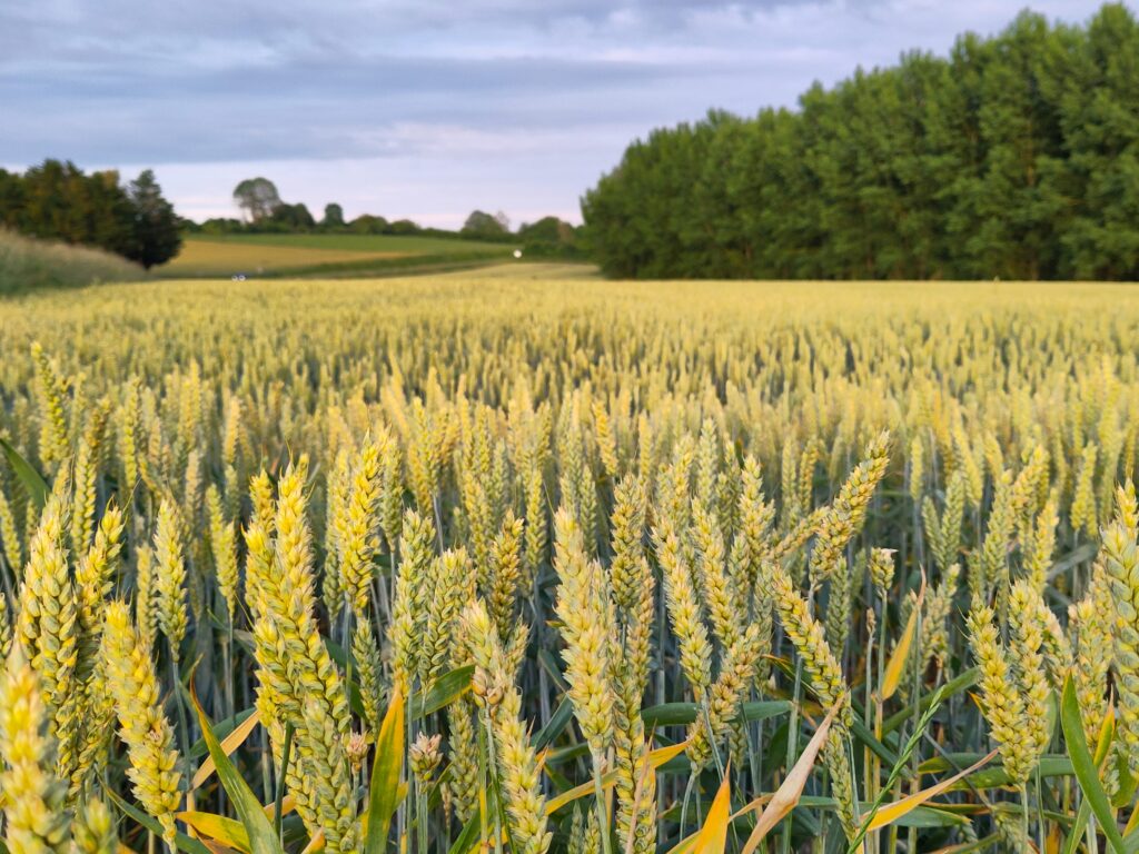 Wheat field agriculture environmental footprint_milieu voetafdruk van landbouw LCA Wheat field agriculture environmental footprint